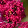 Princess Kylie Dwarf Crape Myrtle - 3 Gallon Pot -Garden Supplies Sales 2024 crape myrtle princess kylie 1