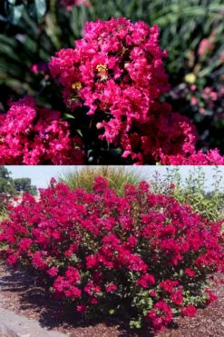 Princess Kylie Dwarf Crape Myrtle - 3 Gallon Pot -Garden Supplies Sales 2024 crape myrtle princess kylie 2