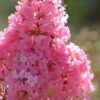 Sioux Pink Crape Myrtle - 1 Gallon Pot -Garden Supplies Sales 2024 crape myrtle sioux pink 52