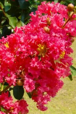 Tuscarora Watermelon Red Crape Myrtle - 5 Gallon Pot -Garden Supplies Sales 2024 crape myrtle tuscarora 7