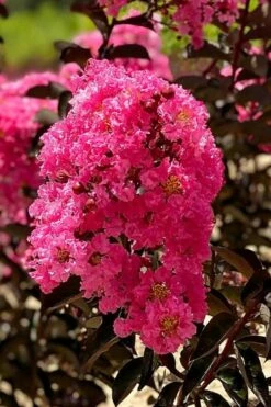 Twilight Magic Crape Myrtle Tree (Single Trunk) - 5 Gallon Pot -Garden Supplies Sales 2024 crape myrtle twilight magic 1 1