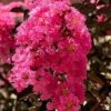 Twilight Magic Crape Myrtle - 3 Gallon Pot -Garden Supplies Sales 2024 crape myrtle twilight magic 1