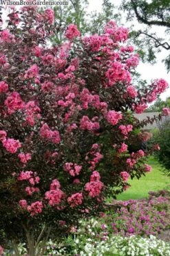 Twilight Magic Crape Myrtle - 3 Gallon Pot -Garden Supplies Sales 2024 crape myrtle twilight magic 2