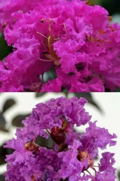 Twilight Purple Crape Myrtle - 7 Gallon Pot (5-6') -Garden Supplies Sales 2024 crape myrtle twilight purple 22 2