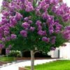 Twilight Purple Crape Myrtle (Single Trunk Tree) - 3 Gallon Pot -Garden Supplies Sales 2024 crape myrtle twilight purple single trunk 1