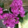Zuni Purple Crape Myrtle - 1 Gallon Pot -Garden Supplies Sales 2024 crape myrtle zuni 3