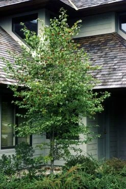 Washington Hawthorn (Crataegus Phaenopyrum) - 3 Pack Of 1.5 Quart Pots -Garden Supplies Sales 2024 crataegus phaenopyrum washington hawthorne 1