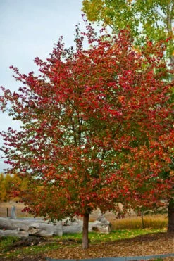 Washington Hawthorn (Crataegus Phaenopyrum) - 3 Pack Of 1.5 Quart Pots -Garden Supplies Sales 2024 crataegus phaenopyrum washington hawthorne 3