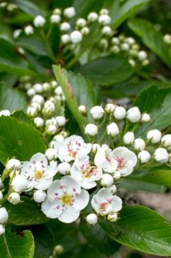 Washington Hawthorn (Crataegus Phaenopyrum) - 3 Pack Of 1.5 Quart Pots -Garden Supplies Sales 2024 crataegus phaenopyrum washington hawthorne 5