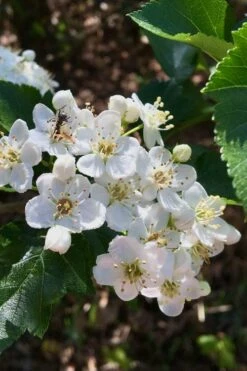 Washington Hawthorn (Crataegus Phaenopyrum) - 3 Pack Of 1.5 Quart Pots -Garden Supplies Sales 2024 crataegus phaenopyrum washington hawthorne 6