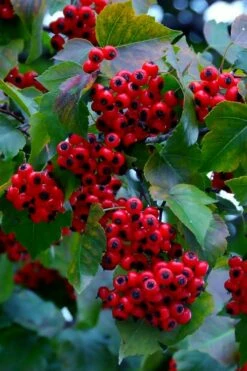 Washington Hawthorn (Crataegus Phaenopyrum) - 3 Pack Of 1.5 Quart Pots -Garden Supplies Sales 2024 crataegus phaenopyrum washington hawthorne 7