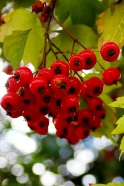 Washington Hawthorn (Crataegus Phaenopyrum) - 3 Pack Of 1.5 Quart Pots -Garden Supplies Sales 2024 crataegus phaenopyrum washington hawthorne 8