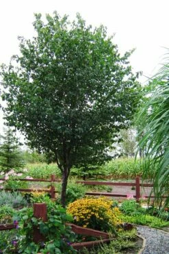 Washington Hawthorn (Crataegus Phaenopyrum) - 3 Pack Of 1.5 Quart Pots -Garden Supplies Sales 2024 crataegus phaenopyrum washington hawthorne 9