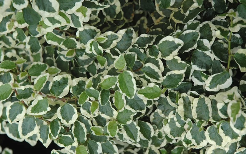 Variegated Creeping Fig - Ficus pumila 'Variegata' - 5 Pack of Pint Pots Variegated Creeping Fig - Ficus Pumila 'Variegata' - 5 Pack Of Pint Pots -Garden Supplies Sales 2024 creeping fig ficus pumila variegata 50 1
