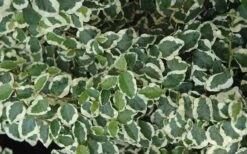 Variegated Creeping Fig - Ficus Pumila 'Variegata' - 6 Pack Of Pint Pots -Garden Supplies Sales 2024 creeping fig ficus pumila variegata 50