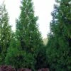 Radicans Cryptomeria (Japanese Cedar) - 7 Gallon Pot (4-5') -Garden Supplies Sales 2024 cryptomeria japonica radicans 10 1