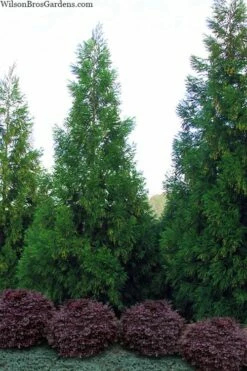Radicans Cryptomeria (Japanese Cedar) - 7 Gallon Pot (3-4')