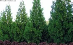 Radicans Cryptomeria (Japanese Cedar) - 7 Gallon Pot (4-5') -Garden Supplies Sales 2024 cryptomeria japonica radicans 11 1