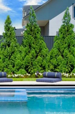 Radicans Cryptomeria (Japanese Cedar) - 1 Gallon Pot -Garden Supplies Sales 2024 cryptomeria japonica radicans 5 1