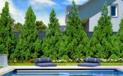 Radicans Cryptomeria (Japanese Cedar) - 1 Gallon Pot -Garden Supplies Sales 2024 cryptomeria japonica radicans 7 1