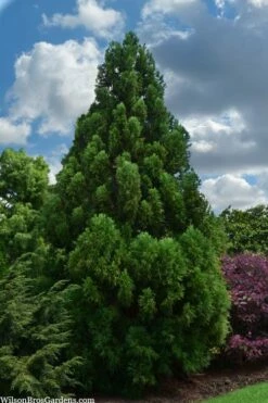 Radicans Cryptomeria (Japanese Cedar) - 1 Gallon Pot -Garden Supplies Sales 2024 cryptomeria japonica radicans japanese cedar 1 1