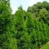 Radicans Cryptomeria (Japanese Cedar) - 3 Gallon Pot -Garden Supplies Sales 2024 cryptomeria japonica radicans japanese cedar 2