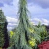 Raywood Weeping Arizona Cypress - 6 Gallon Pot -Garden Supplies Sales 2024 cupressus arizonica raymonds weeping arizona cypress 1