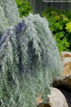 Raywood Weeping Arizona Cypress - 6 Gallon Pot -Garden Supplies Sales 2024 cupressus arizonica raymonds weeping arizona cypress 3