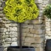 Golden Dwarf Hinoki Cypress (Tree Form Topiary) - Chamaecyparis Obtusa 'Nana Lutea' - 1 Gallon Pot -Garden Supplies Sales 2024 cypress dwarf golen hinoki tree form 2