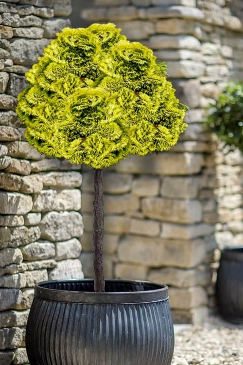 Golden Dwarf Hinoki Cypress (Tree Form Topiary) - Chamaecyparis Obtusa 'Nana Lutea' - 1 Gallon Pot -Garden Supplies Sales 2024 cypress dwarf golen hinoki tree form 2