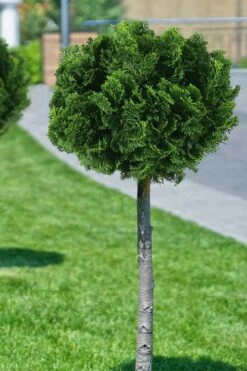 Dwarf Hinoki Cypress Tree (Single Trunk Topiary) - 7 Gallon Pot -Garden Supplies Sales 2024 cypress dwarf hinoki stand topiary tree form 1