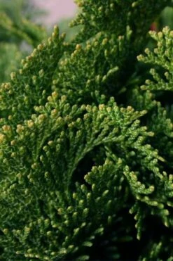 Dwarf Hinoki Cypress Tree (Single Trunk Topiary) - 7 Gallon Pot -Garden Supplies Sales 2024 cypress dwarf hinoki stand topiary tree form 2
