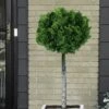 Dwarf Hinoki Cypress Tree (Single Trunk Topiary) - 7 Gallon Pot -Garden Supplies Sales 2024 cypress dwarf hinoki stand topiary tree form 5