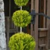 Goldcrest Monterey Lemon Cypress - 3-Ball Poodle Tier Topiary - 5 Gallon Pot -Garden Supplies Sales 2024 cypress goldcrest monterey poodle tier 1 2