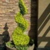 Goldcrest Monterey Lemon Cypress Spiral Topiary - 2 Gallon Pot -Garden Supplies Sales 2024 cypress goldcrest monterey spiral topiary 11