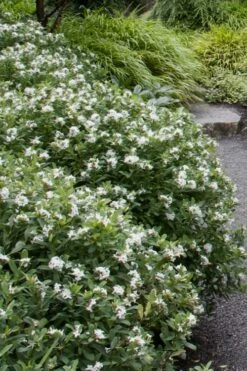 Jim's Pride White Summer Daphne - Daphne X Transatlantica - 1 Gallon Pot -Garden Supplies Sales 2024 daphne jims pride 1