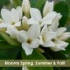 Jim's Pride White Summer Daphne - Daphne X Transatlantica - 1 Gallon Pot -Garden Supplies Sales 2024 daphne jims pride 15