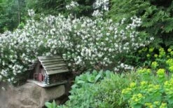 Jim's Pride White Summer Daphne - Daphne X Transatlantica - 2 Gallon Pot -Garden Supplies Sales 2024 daphne jims pride 3 1