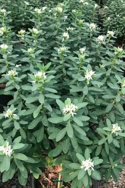 Jim's Pride White Summer Daphne - Daphne X Transatlantica - 2 Gallon Pot -Garden Supplies Sales 2024 daphne jims pride 7 1