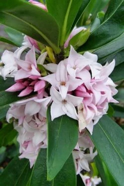 Pink Perfume Princess Winter Daphne - 2 Gallon Pot -Garden Supplies Sales 2024 daphne perfume princess 11