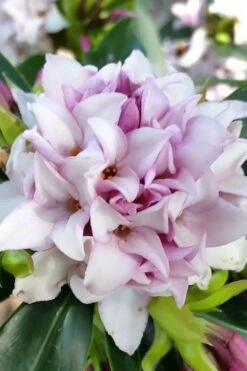 Pink Perfume Princess Winter Daphne - 3 Gallon Pot -Garden Supplies Sales 2024 daphne perfume princess 12 2