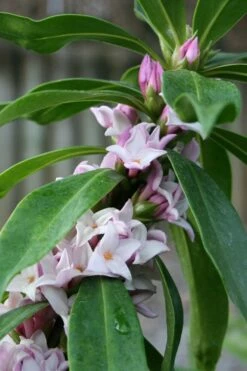 Pink Perfume Princess Winter Daphne - 2 Gallon Pot -Garden Supplies Sales 2024 daphne perfume princess 17