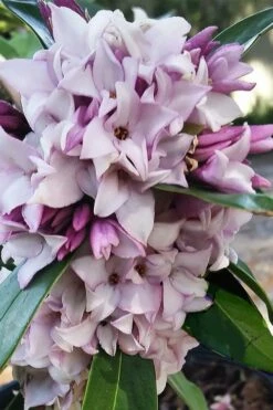 Pink Perfume Princess Winter Daphne - 2 Gallon Pot -Garden Supplies Sales 2024 daphne perfume princess 4