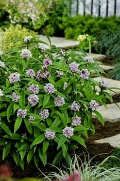 Pink Perfume Princess Winter Daphne - 2 Gallon Pot -Garden Supplies Sales 2024 daphne perfume princess 7