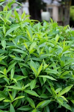 Pink Perfume Princess Winter Daphne - 2 Gallon Pot -Garden Supplies Sales 2024 daphne perfume princess 8