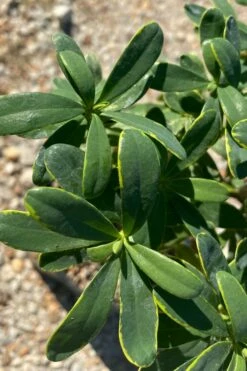 Splash Variegated Summer Daphne - 1 Gallon Pot -Garden Supplies Sales 2024 daphne splash summer daphne 1