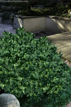 Splash Variegated Summer Daphne - 1 Gallon Pot -Garden Supplies Sales 2024 daphne splash variegated summer daphne 6