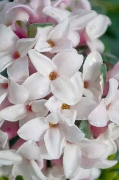 Splash Variegated Summer Daphne - 5 Gallon Pot -Garden Supplies Sales 2024 daphne splash variegated summer daphne 7 1