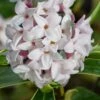 Splash Variegated Summer Daphne - 5 Gallon Pot -Garden Supplies Sales 2024 daphne splash variegated summer daphne 8 1