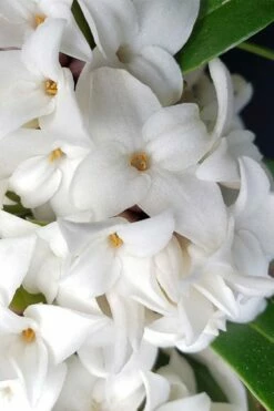 White Perfume Princess Winter Daphne - 3 Gallon Pot -Garden Supplies Sales 2024 daphne white perfume princess 3